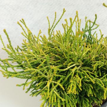 Chamaecyparis obtusa Gitte - Hinoki Cypress