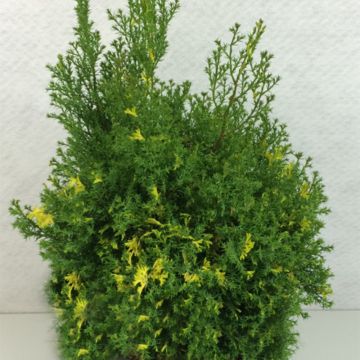 Chamaecyparis obtusa Saffron Spray - Hinoki Cypress