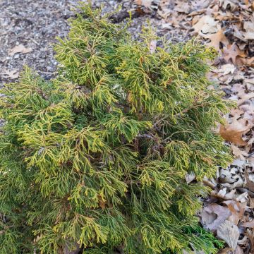 Chamaecyparis obtusa Tsatsumi Gold - Hinoki Cypress