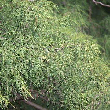 Chamaecyparis pisifera Filifera - Sawara Cypress
