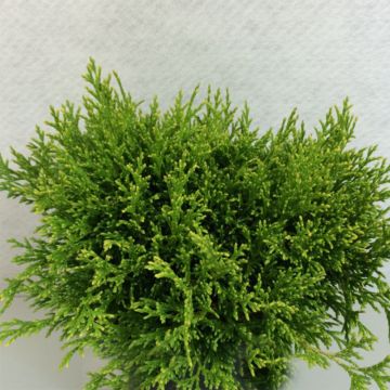 Chamaecyparis pisifera Filips Happy Day - Sawara Cypress
