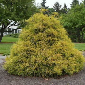 Chamaecyparis pisifera Golden Mop - Sawara Cypress