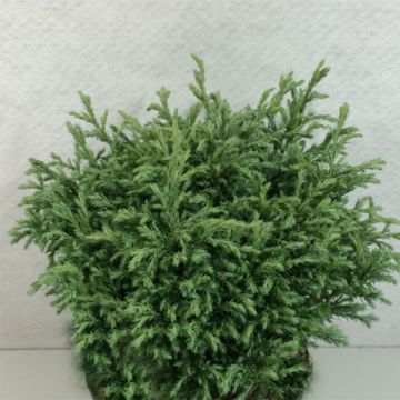 Chamaecyparis pisifera Lieve - Sawara Cypress