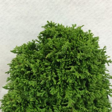 Chamaecyparis pisifera Tsukumo - Sawara Cypress