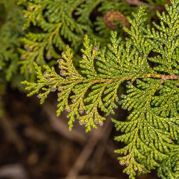 Chamaecyparis pisifera Golden Pincushion