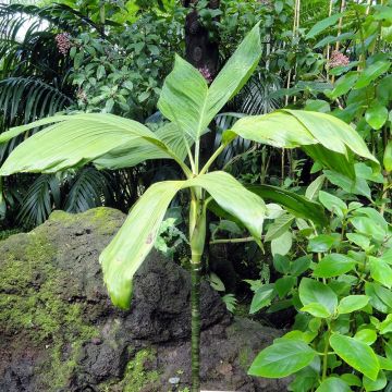 Chamaedorea ernesti-augusti - Parlour Palm