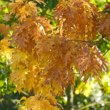 Quercus palustris - Pin Oak