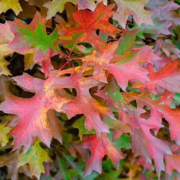 Quercus palustris Isabel - Pin Oak