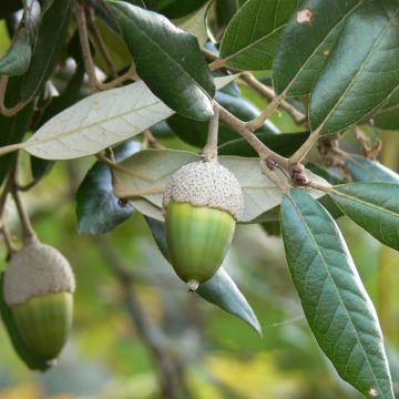 Holm oak - Quercus ilex