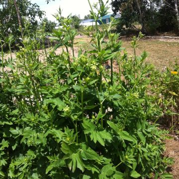 BIO Skirret - Sium sisarum