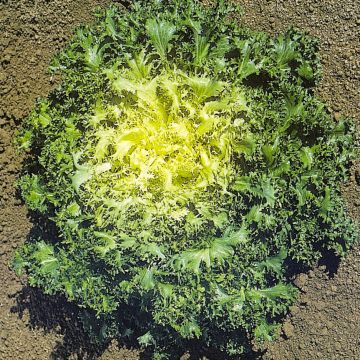 Curly Endive d'été à Cœur Jaune - Cichorium endivia crispum