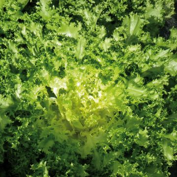 Curly Endive Dorea - Cichorium endivia var. crispum