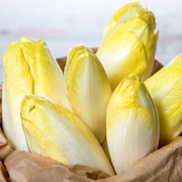 Chicorée Witloof (Endive) Crénoline HF1 (création Vilmorin)   - Vilmorin