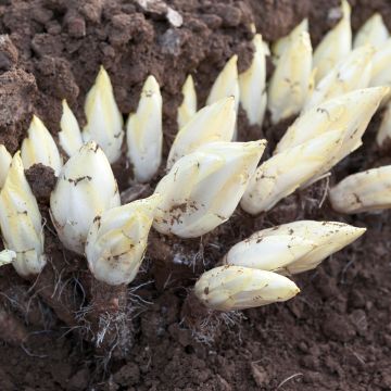 Chicory Witloof Flash F1 seeds - Cichorium intybus
