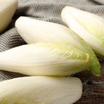 Chicory Witloof Flash F1 seeds - Cichorium intybus