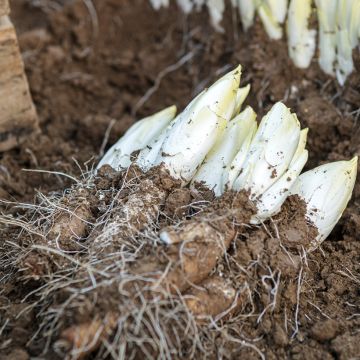 Chicorée Witloof (Endive) Mechelse Middelvroeg - Cichorium intybus latifolium