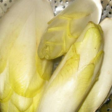 Witloof Chicory Normale Maraîchère
