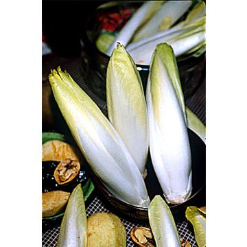Chicory Witloof Zoom F1 - Cichorium intybus