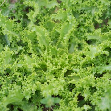 Curly Endive Despa - Cichorium endivia