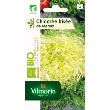 Organic Curly Endive De Meaux- Vilmorin seeds - Cichorium endivia var. crispum