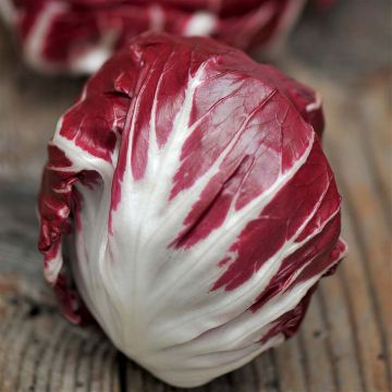Chicory (Radicchio) Palla Rossa 3 - Ferme de Sainte Marthe Seeds