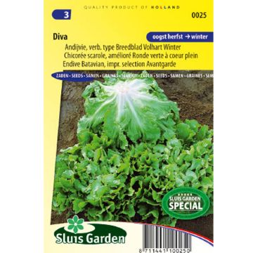 Escarole Endive Diva - Cichorium endivia
