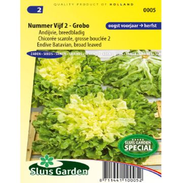 Escarole Grosse Bouclée 2 - Cichorium endivia var. latifolium