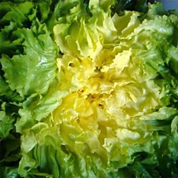 Escarole Grosse Bouclée Bovary (untreated) - Ferme de Sainte Marthe seeds - Cichorium endivia var. latifolium