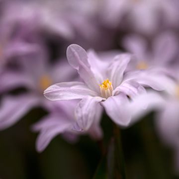 Chionodoxa luciliae Rosy Queen