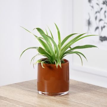 Spider Plant - Chlorophytum comosum Irish