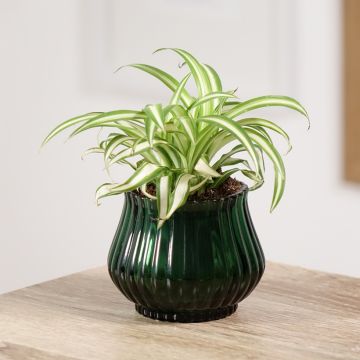 Chlorophytum comosum Variegatum - Spider Plant