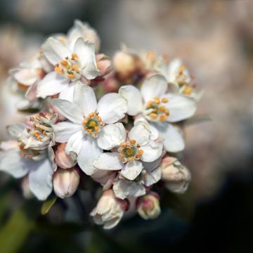 Choisya Aztec Pearl - Mexican Orange Blossom