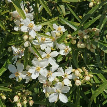 Choisya White Dazzler - Dwarf Mexican Orange