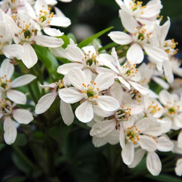 Choisya ternata - Mexican orange blossom