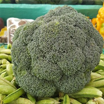 Broccoli Green Magic F1 - Brassica oleracea italica