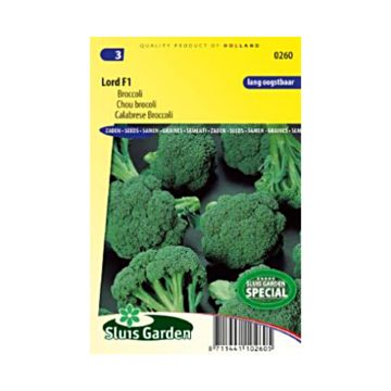 Broccoli Lord F1 - Brassica oleracea italica