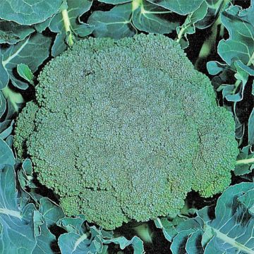 Organic Broccoli Ramoso Calabrese - Brassica oleracea italica