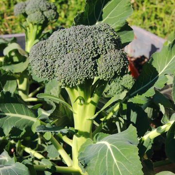 Organic Broccoli Ramoso Calabrese - Brassica oleracea italica