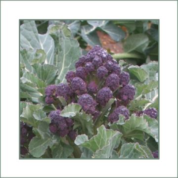 Broccoli Red Fire F1 - Brassica oleracea italica
