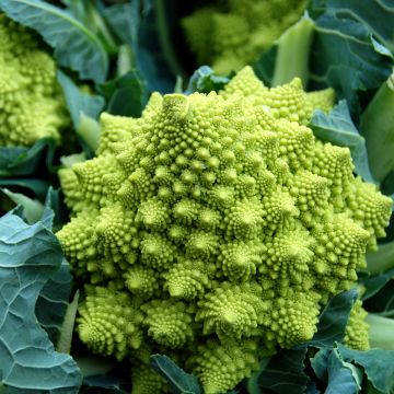 Romanesco Broccoli - Ferme de Sainte Marthe Seeds