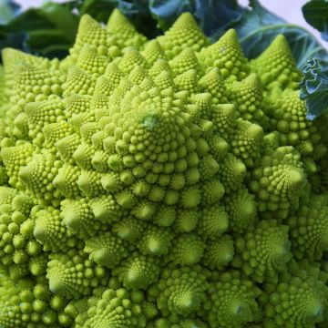 Romanesco Broccoli