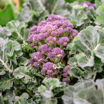 Broccoli Summer Purple - Brassica oleracea italica