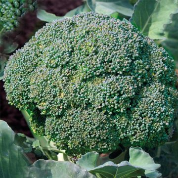 Broccoli Verdia F1 - Brassica oleracea italica