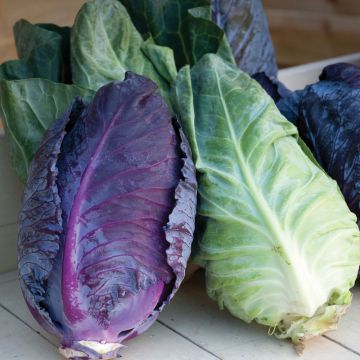 Cabbage Colour Dual Mix F1 - Brassica oleracea capitata
