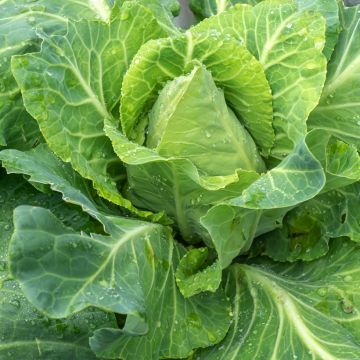 Cabbage Filderkraut - Hilmar