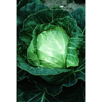 Cabbage Nantais Hâtif
