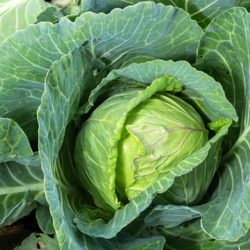 Cabbage Quintal d'Alsace - Brassica oleracea capitata