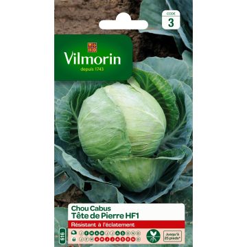Cabbage Stonehead F1 - Vilmorin seeds