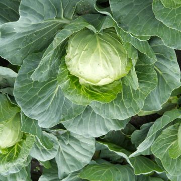 Cabbage Stonehead F1 - Vilmorin seeds