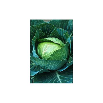 Cabbage Brunswick - Brassica oleracea capitata